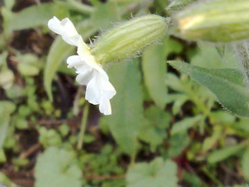 Silene latifolia sui Colli Albani